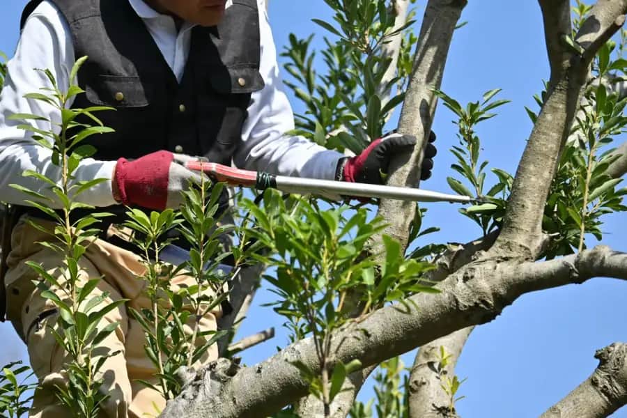 Tree Trimming in Nashville by Nashville Tree Co.