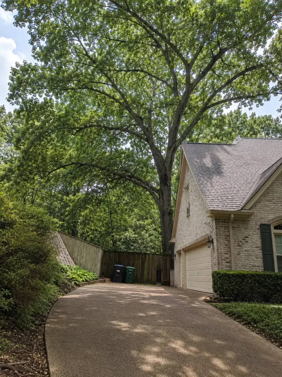 After - Nashville Tree Co. project