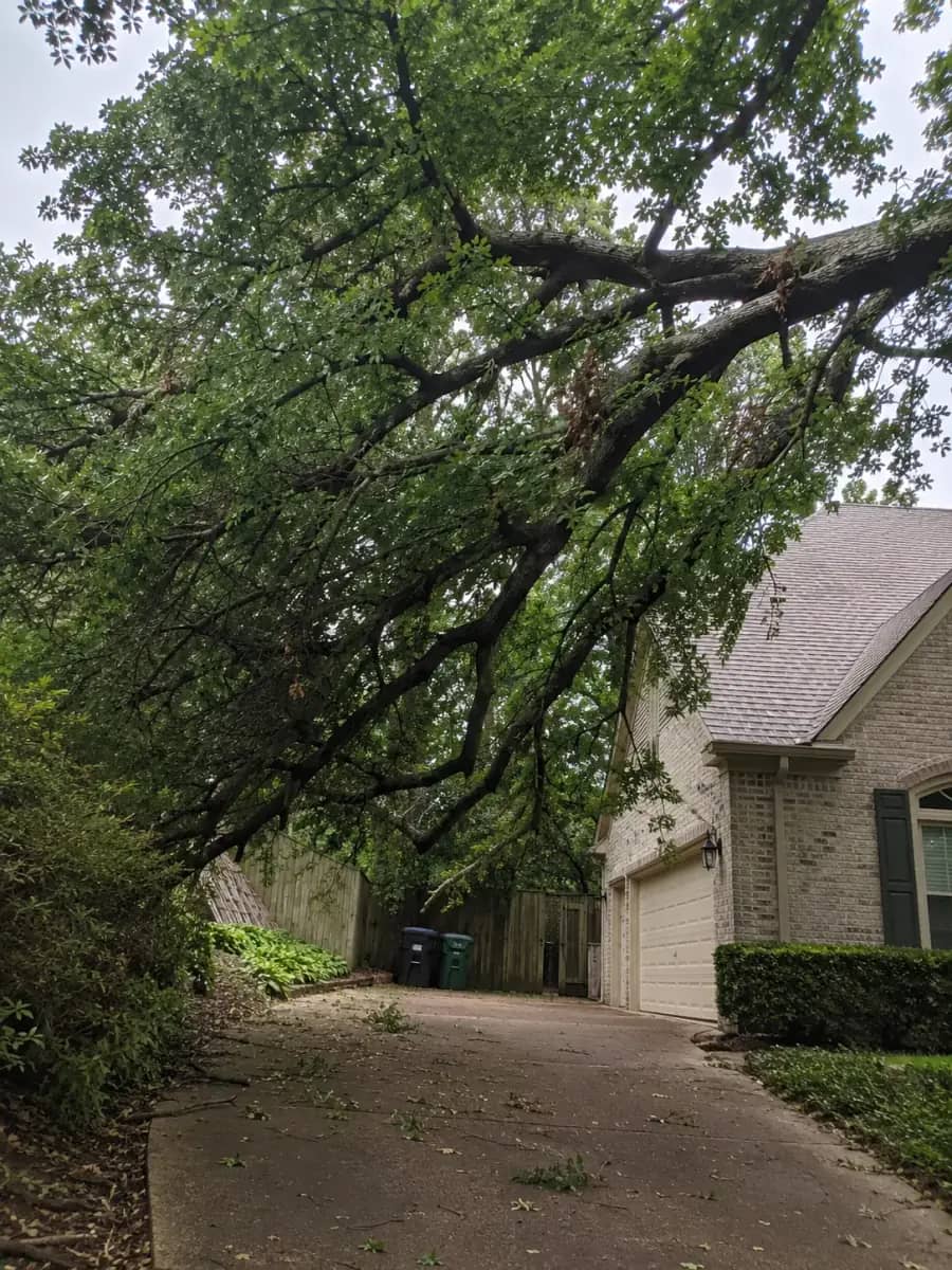 Before - Nashville Tree Co. project