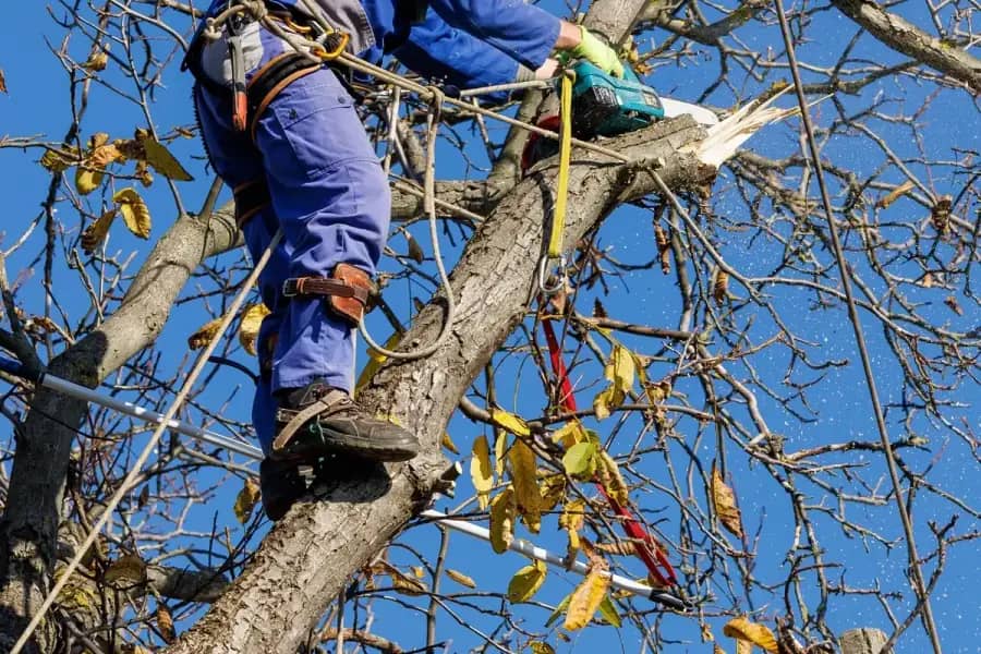 Arborist Services by Nashville Tree Co. in Nashville