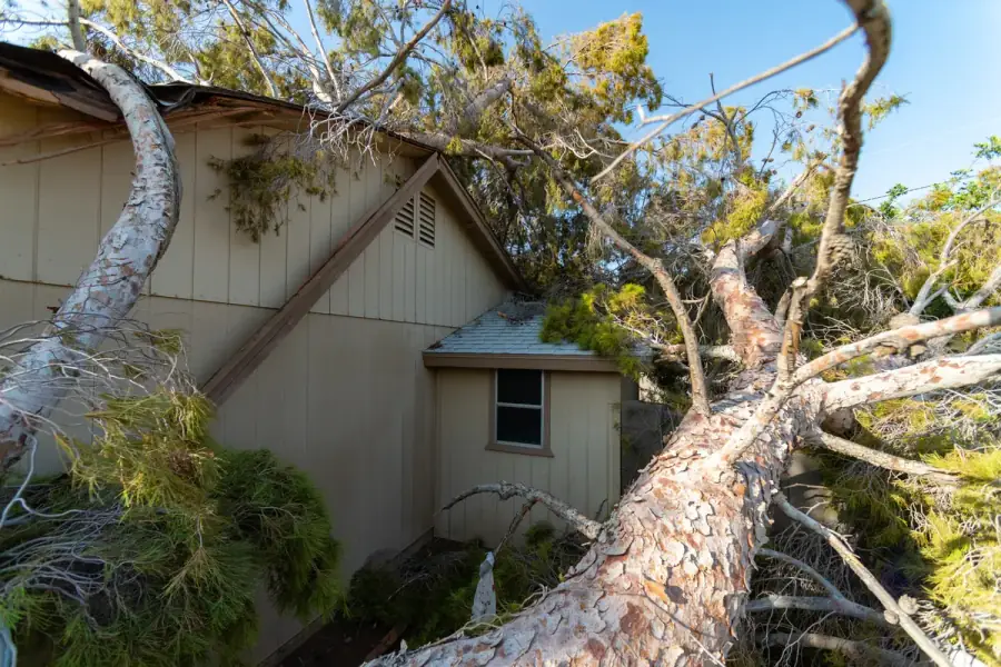 Fallen tree after storm damage — emergency tree service in Nashville