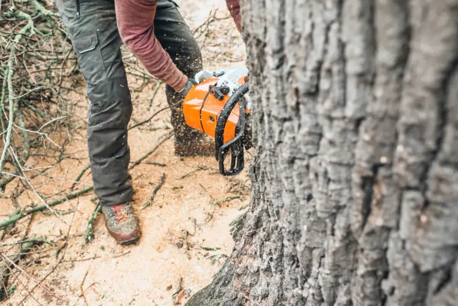 Tree Removal by Nashville Tree Co. in Nashville
