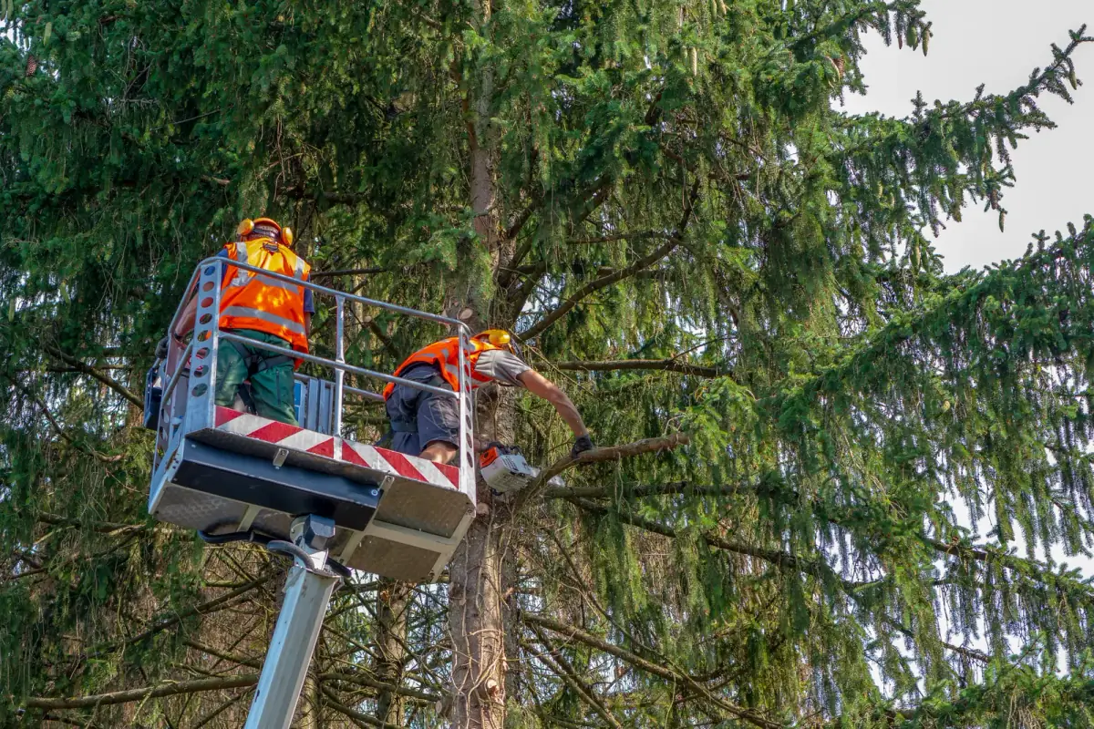 Nashville Tree Co. crew working safely in a residential canopy